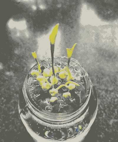 玉米种植需水里