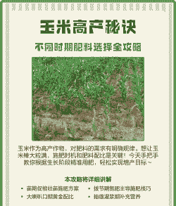 玉米种植肥料选择