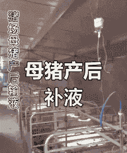 母猪产后怎样补液
