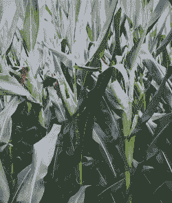 甘肃玉米种植品种