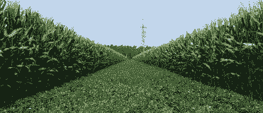 花生玉米种植效益