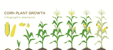 黏玉米种植周期