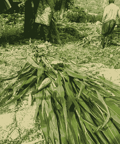 清朝玉米种植技术