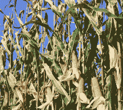 巴西的玉米种植