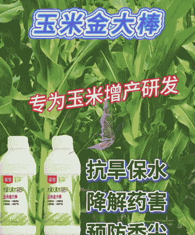 玉米种植高产秘方