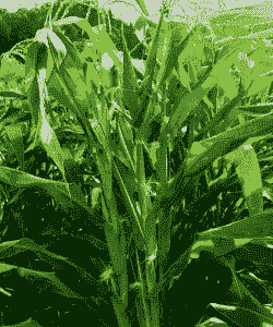 拇指玉米种植月份