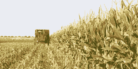 替代玉米种植作物