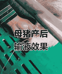 母猪产后静脉给药
