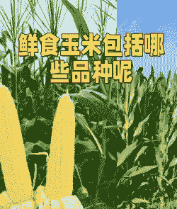 新鲜玉米种植利润