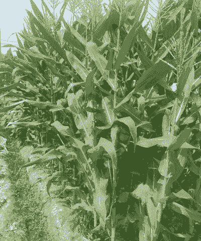 甜玉米种植效益