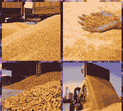 小麦玉米种植效益