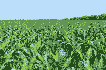 玉米种植适宜环境