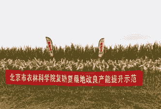 夏播玉米种植成本