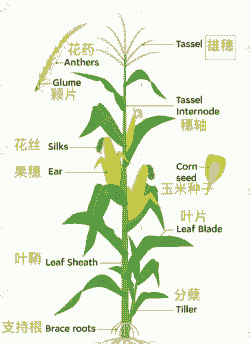 印度玉米种植分布