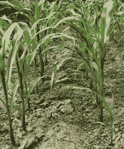 玉米种植不长根