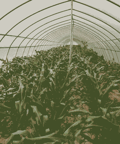 大棚玉米种植效益