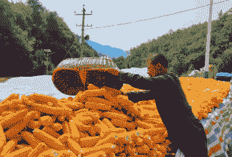 房县玉米种植面积