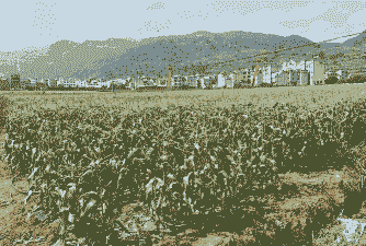 昆明玉米种植区域