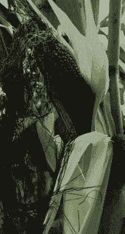 黑色玉米种植地