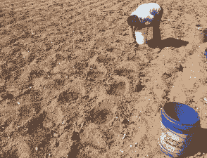 玉米种植刨坑技术