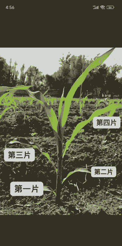 玉米种植除草方法