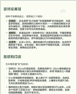 玉米种植高产秘籍