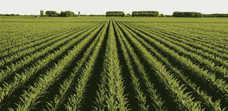 玉米种种植间隔