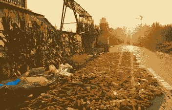 小麦玉米种植季节