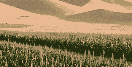 沙漠玉米种植前景