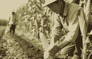 农民玉米种植经验