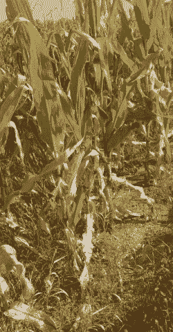 旱地玉米种植效益