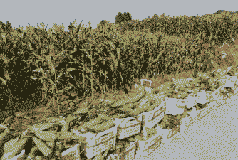鲜食玉米种植前景