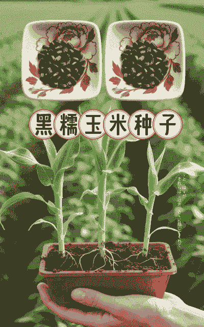 黑玉米种植方案