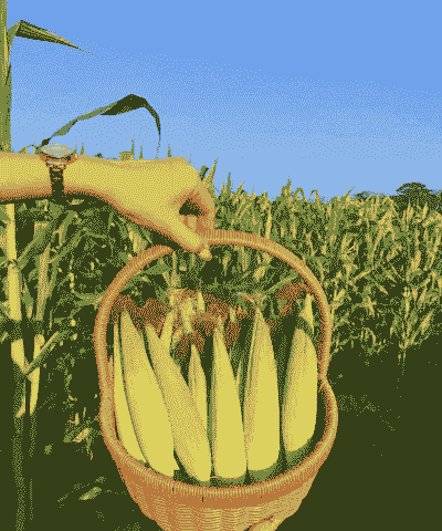 拇指玉米种植技巧