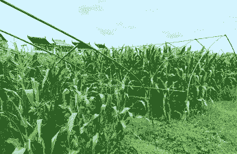 黑玉米种植地区