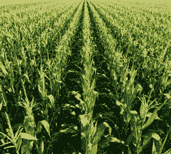 玉米种植密度太大