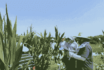 玉米种植科研进展