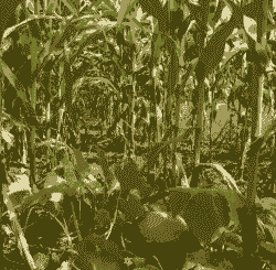 南瓜配玉米种植