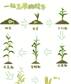 玉米种植成熟时间