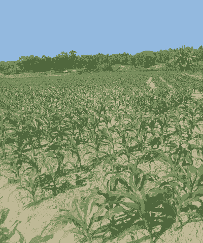 广东玉米种植地区