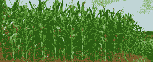 沧县玉米种植面积