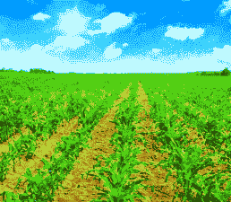 玉米种植环境要求