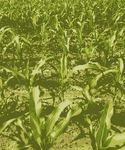 玉米种植密度高