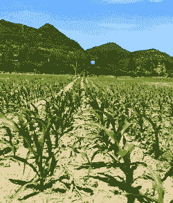 山西玉米种植历史