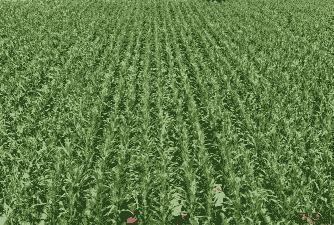 紫玉米种植地点