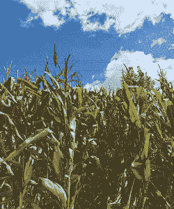 秋天玉米种植前景