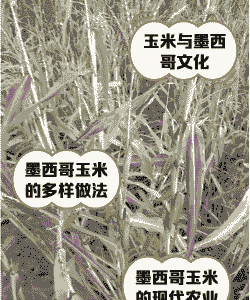 墨西哥玉米种植条件