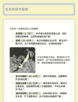 玉米种植到收多久