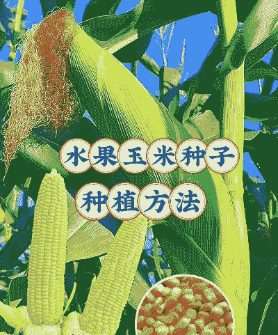 水果糯玉米种植技术