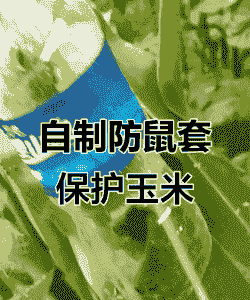 玉米种植怎么防老鼠